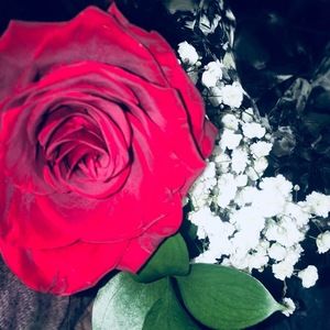 Meet your Posher, Betsy